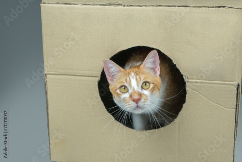 The cat was wondering what was on the side.