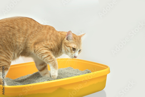 The excretion of cats is routine daily.