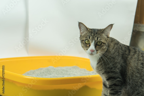 The cat is about to go to the cat bathroom.