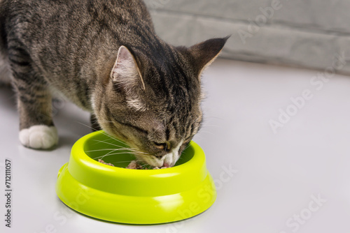 Cat is eating food in the morning.