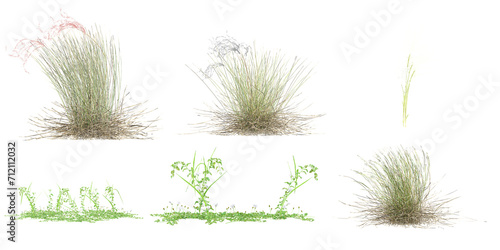 Silvergrass Garden cress Lygeum with transparent background  3D rendering  for illustration  digital composition  architecture visualization