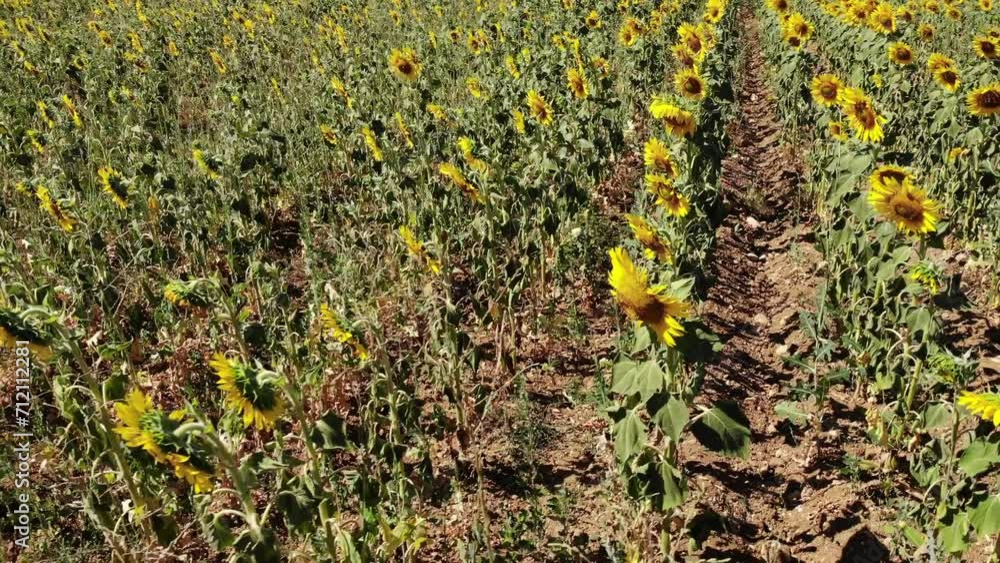 Aerial view. Agricultural field with blooming yellow sunflowers by summertime. Provence in France. Aerial view. Agricultural field with blooming yellow sunflowers by summertime. Provence in France.