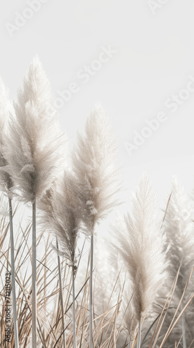 Pampas Grass elegant modern white bright phone wallpaper