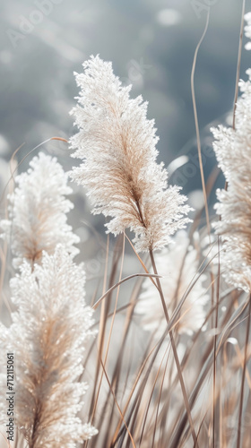 Pampas Grass elegant modern white bright phone wallpaper