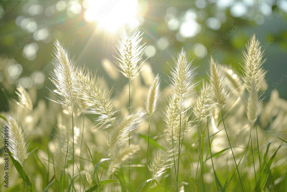 Siver grass field , sunshine , tenderness , expression abstract background.