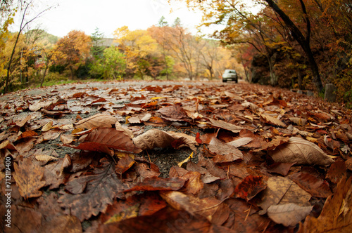 A car running on fallen maple leaves on the ground.