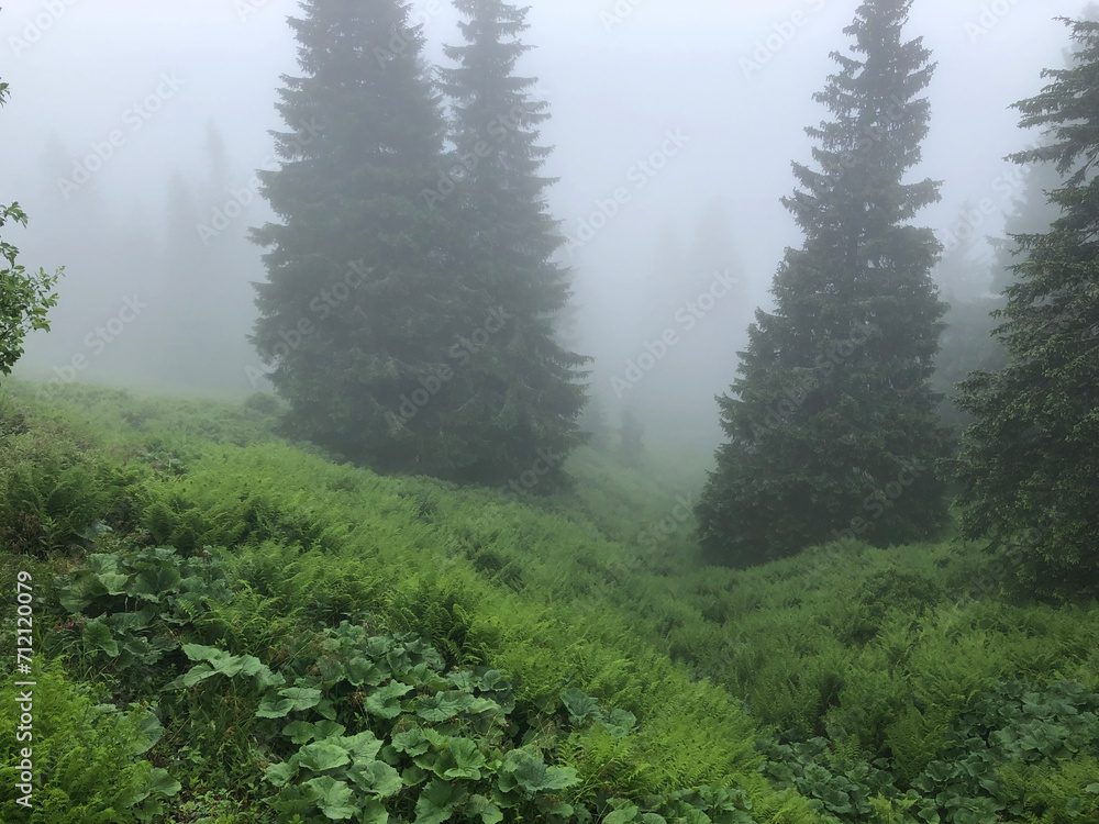 Silhouette of tall pine trees in the fog Silhouette of tall pine trees in the fog