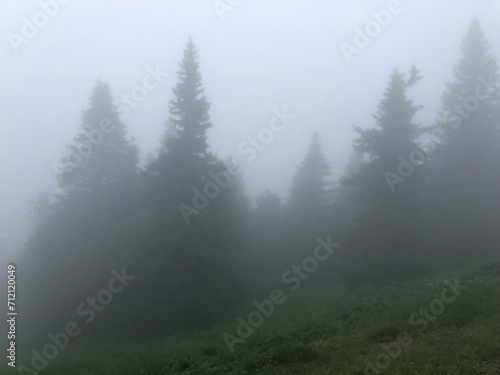 Fototapeta Naklejka Na Ścianę i Meble -  Thick fog in the pine forest