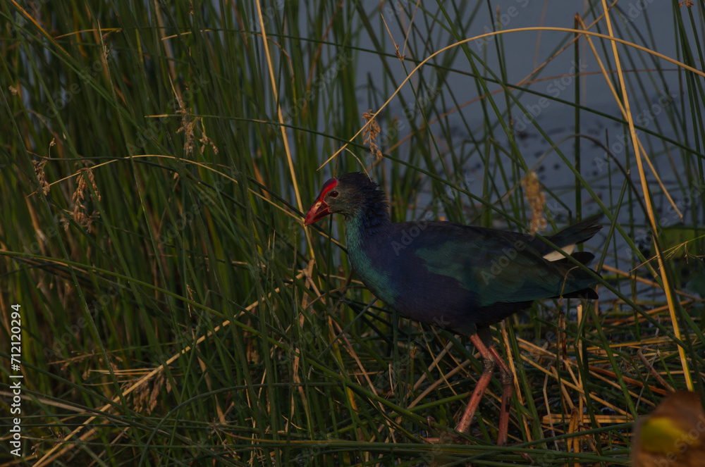 Grey Headed Swamphen in River water of Porbandar Gujarat India Grey Headed Swamphen in River water of Porbandar Gujarat India