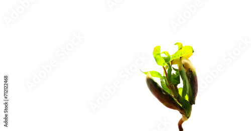 Obraz na płótnie The banner of a young sprout is isolated on a white background with space for text