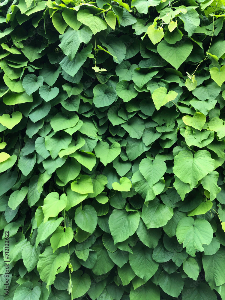Natural background of green vine leafs Natural background of green vine leafs