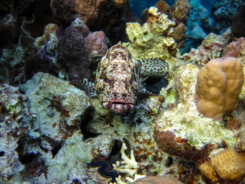 Greasy grouper or Grouper tauvina in the coral reef of the Red Sea