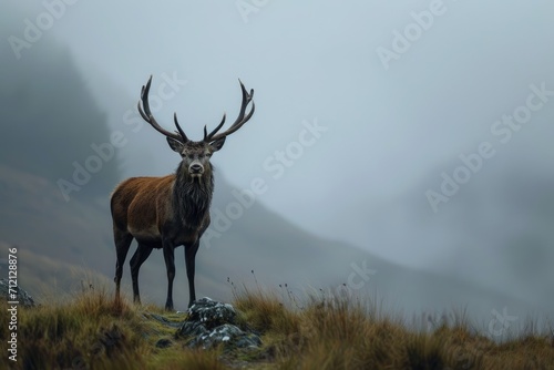 Lone red deer stag standing majestically in a misty highland glen