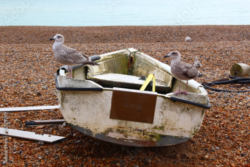 Two young seagulls perched on an old, dirty fishing boat dingy resting on the rocky pebble shore of a beach at low tide, south coast, Seaford, Sussex, England	