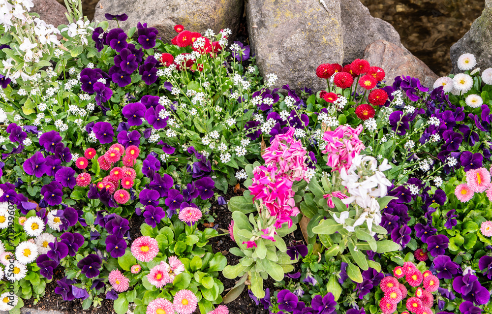 Colorful flowerbed with Aster  and  Viola cenisia (Mount Cenis Pansy) in spring season