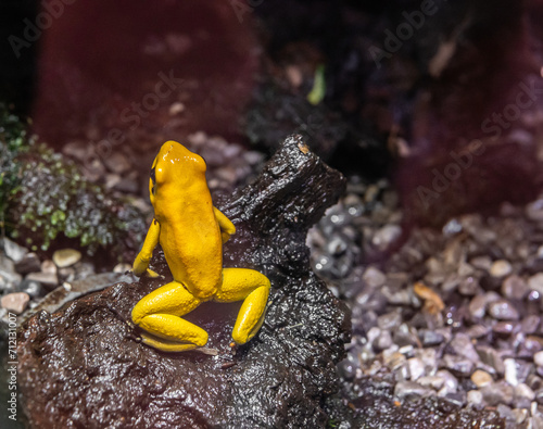 Golden poison frog (Phyllobates terribilis), probably the poisonous animal on Earth photo