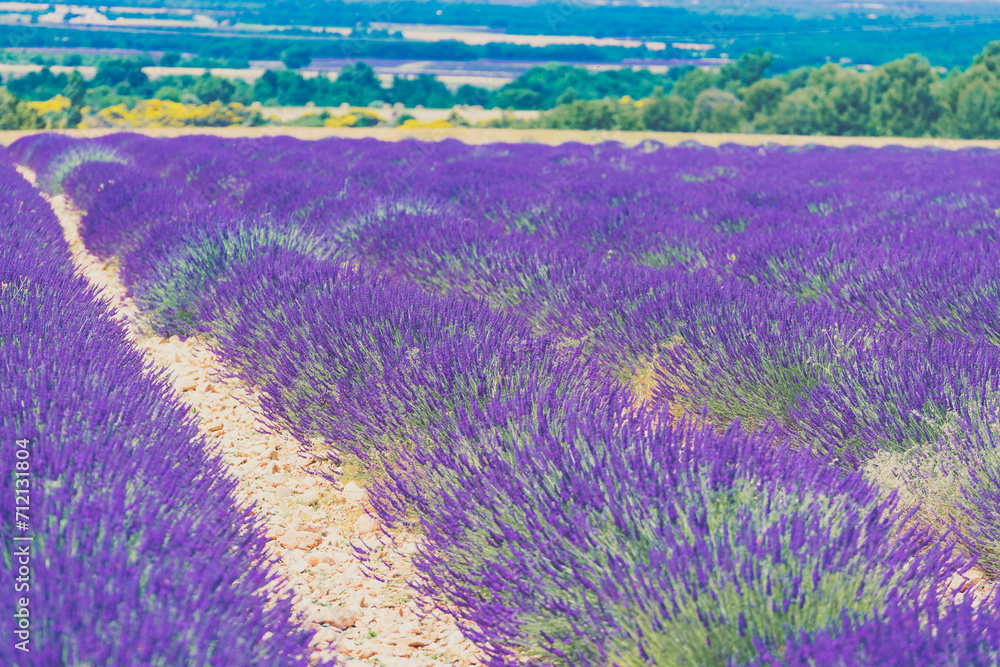 Fototapeta premium Provence landscape with lavender fields, France