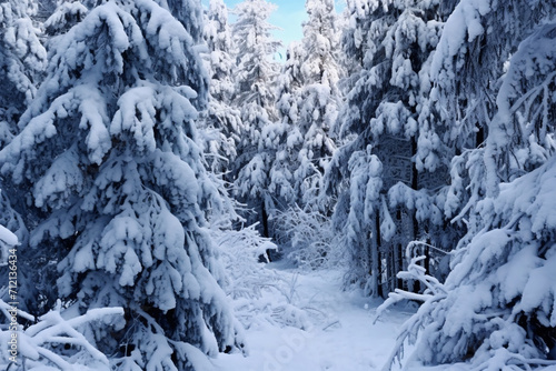 Heavy snowfall in pine tree forest