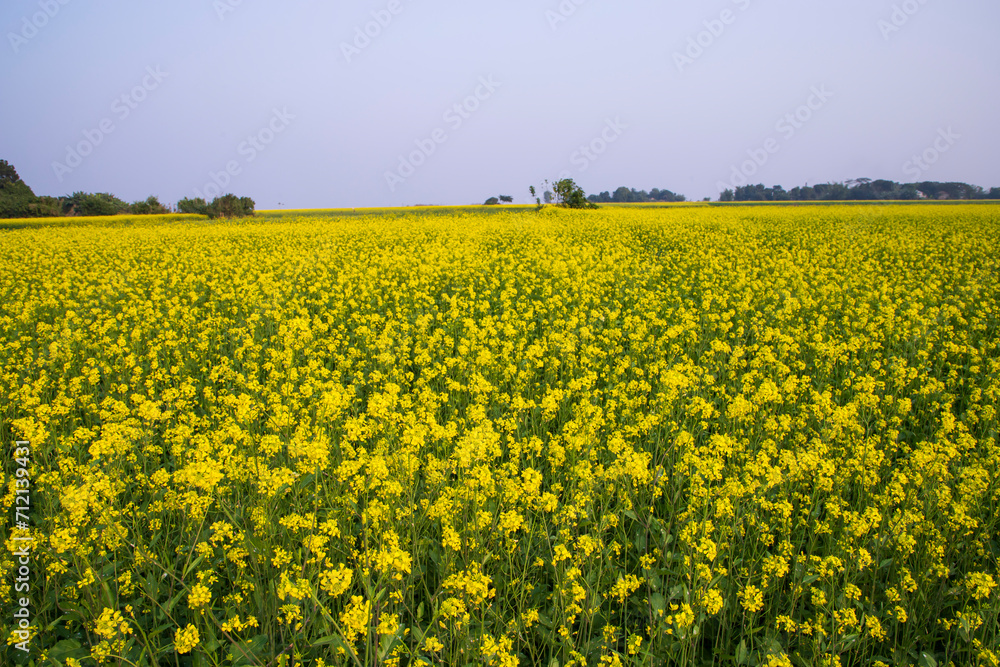 Beautiful Floral Landscape View of Rapeseed in a field with blue sky in the countryside of Bangladesh Beautiful Floral Landscape View of Rapeseed in a field with blue sky in the countryside of Bangladesh