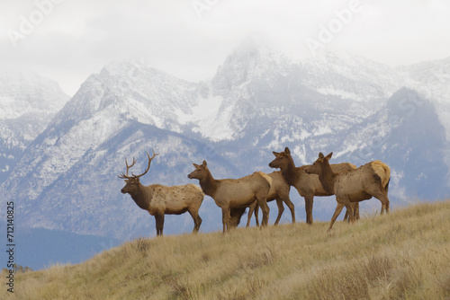 Herd of Elk with the snow-capped Rocky Mountains in the background - actual image, not a photoshopped background photo