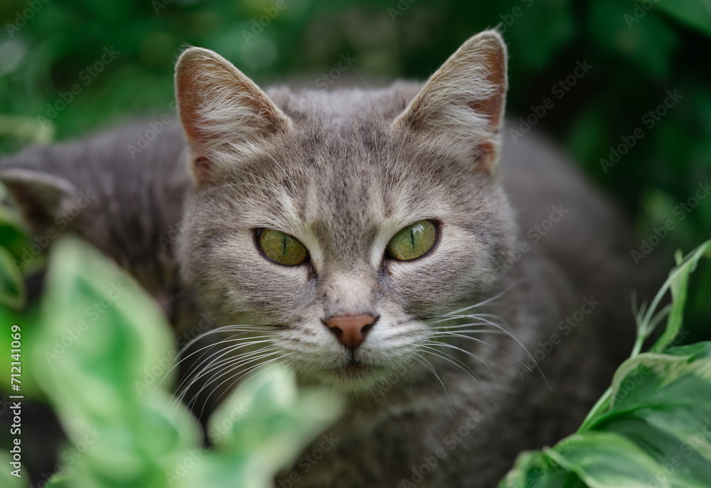 Gray domestic cat walks on green grass. Wild cat in nature concept