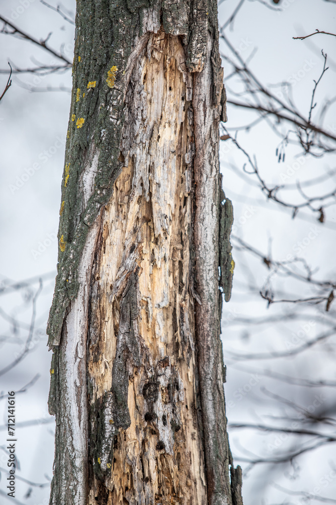 In winter, bushes and tree branches are covered with snow. In winter, bushes and tree branches are covered with snow.