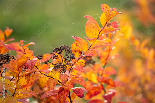 Yellow autumn leaves, autumn landscape.