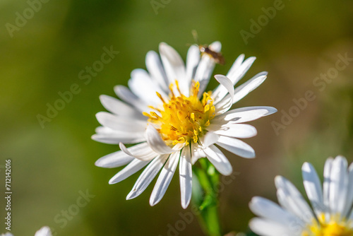 White aster flowers, blurred nature background. Autumn flowers.