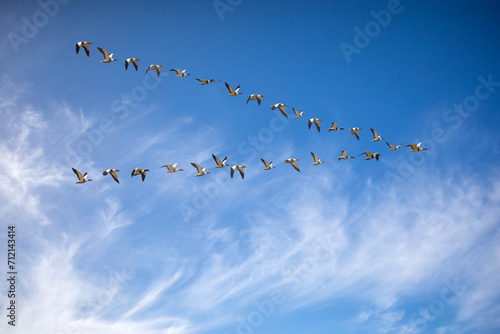 Migrating birds. Blue sky background. Common Shelduck. Tadorna tadorna.