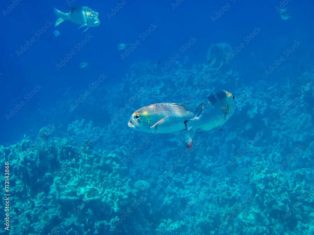 Fototapeta premium Monotaxis grandoculis in a coral reef of the Red Sea