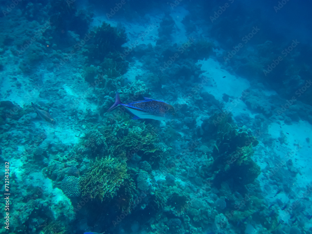 Monotaxis grandoculis in a coral reef of the Red Sea Monotaxis grandoculis in a coral reef of the Red Sea