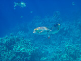 Monotaxis grandoculis in a coral reef of the Red Sea