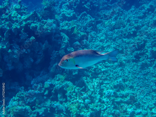 Fototapeta Naklejka Na Ścianę i Meble -  Monotaxis grandoculis in a coral reef of the Red Sea