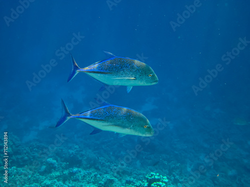 Fototapeta Naklejka Na Ścianę i Meble -  Monotaxis grandoculis in a coral reef of the Red Sea