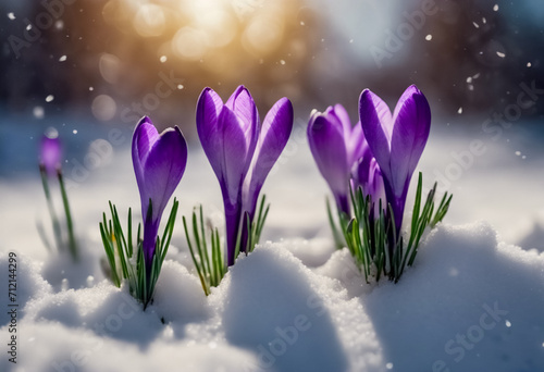 Emergenza di Primavera- Bellissimi Crochi Spuntano Attraverso la Neve, I Primi Fiori della Primavera III photo