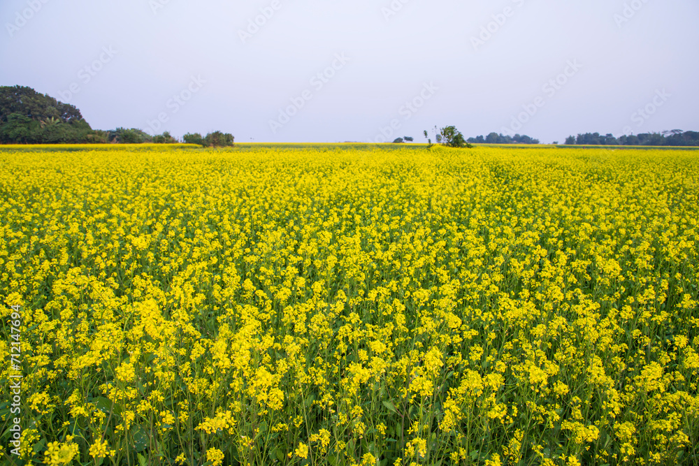 Beautiful Floral Landscape View of Rapeseed in a field with blue sky in the countryside of Bangladesh Beautiful Floral Landscape View of Rapeseed in a field with blue sky in the countryside of Bangladesh