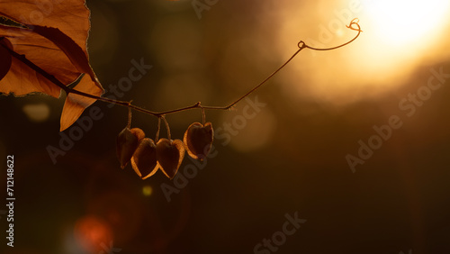 The close-up backlit photo under an evening light shows a cluster of dried seed pods clinging to a woody branch. The seed pods are brown and knobbly, and they resemble miniature heart.  photo