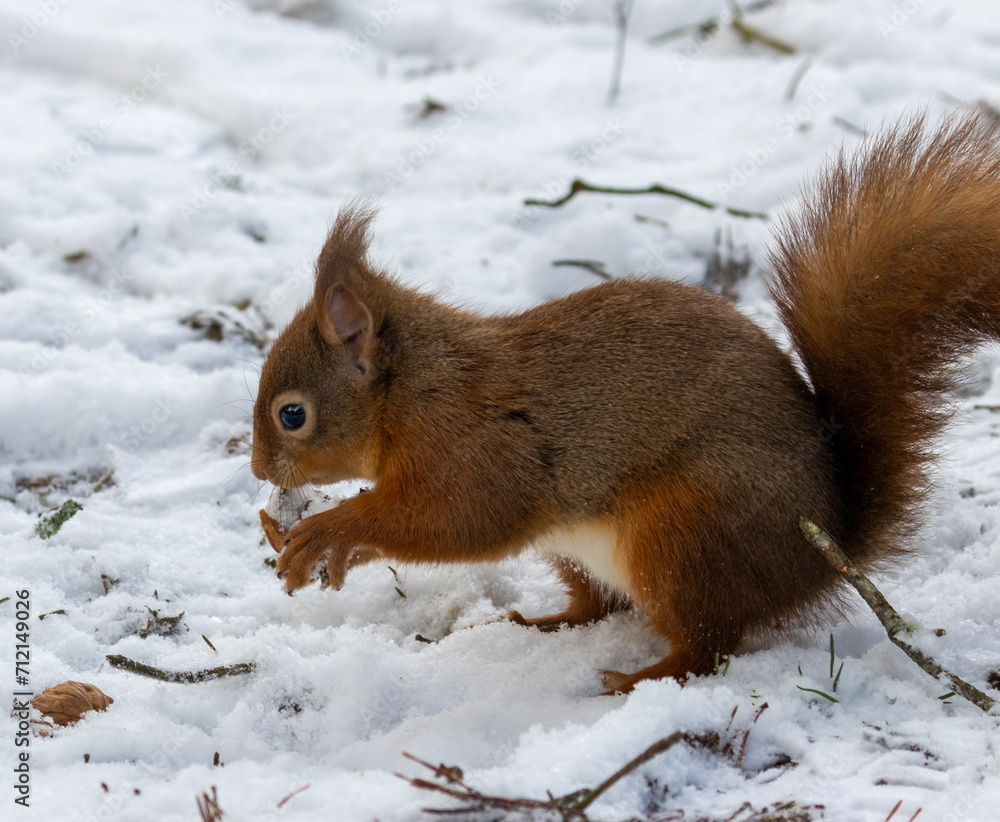 Hungry little scottish red squirrel with a nut in the snow in winter Hungry little scottish red squirrel with a nut in the snow in winter