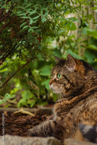 Alert looking tabby cat with bright green eyes lying in the shade under a canopy of leaves in a garden © rhoenes