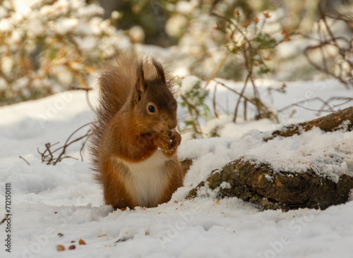 Hungry little scottish red squirrel with a nut in the snow in winter © Sarah