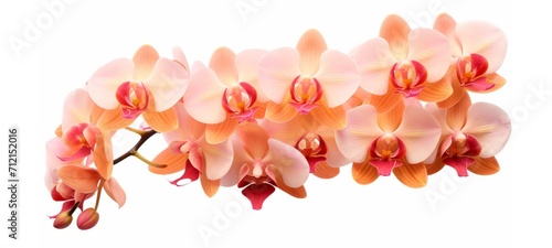 Beautiful branch of orchid flowers banner - Peach fuzz orchids petals orchidaceae, isolated on white background