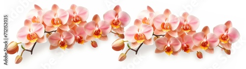 Beautiful branch of orchid flowers banner panorama long - Peach fuzz orchids petals orchidaceae, isolated on white background. photo