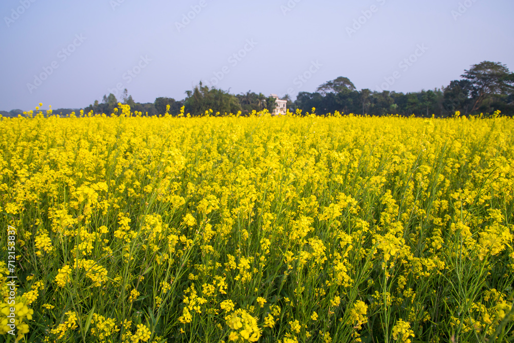 Beautiful Floral Landscape View of Rapeseed in a field with blue sky in the countryside of Bangladesh Beautiful Floral Landscape View of Rapeseed in a field with blue sky in the countryside of Bangladesh