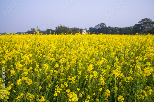 Beautiful Floral Landscape View of Rapeseed  in a field with blue sky in the countryside of Bangladesh © Artyponds