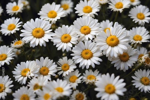 daisies  white flowers background