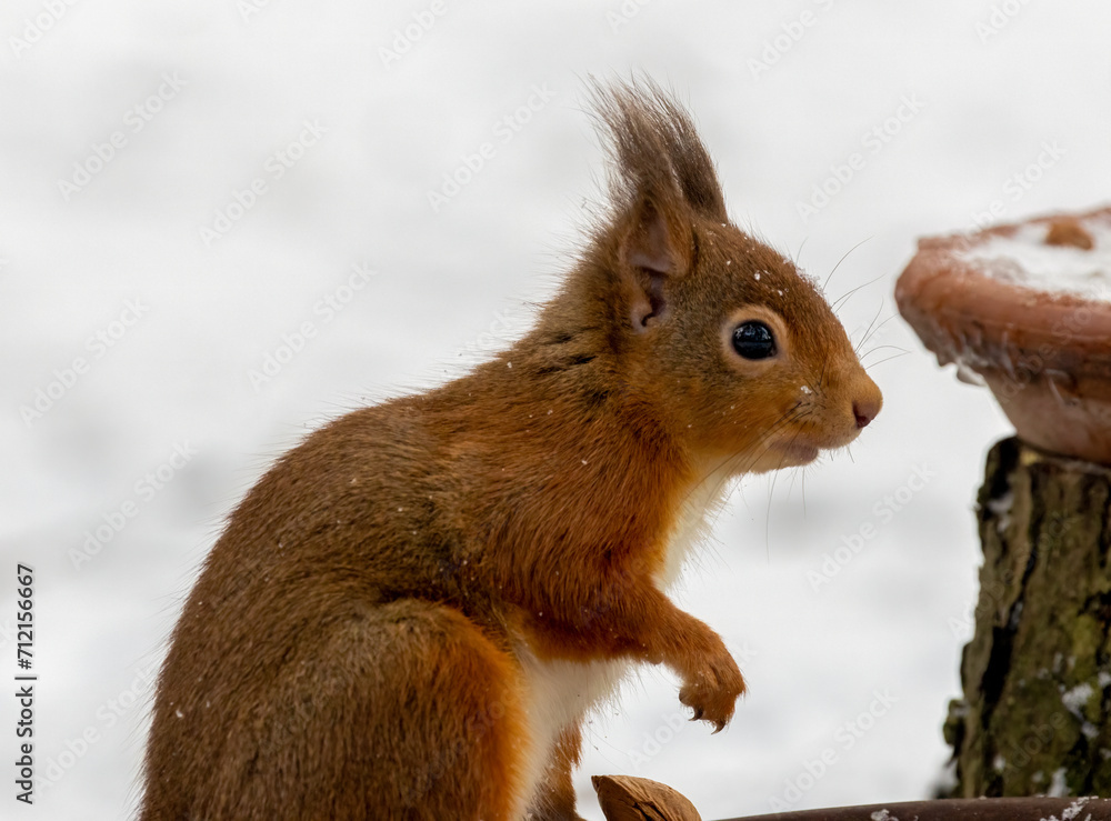 Hungry little scottish red squirrel in the woodland in the snow in winter Hungry little scottish red squirrel in the woodland in the snow in winter