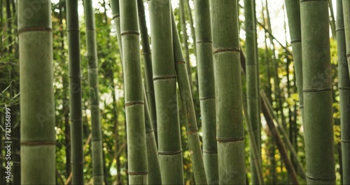 Fototapeta Naklejka Na Ścianę i Meble -  Bamboo, forest and plants in sustainable environment, nature landscape and reeds in outdoors. Calming, Japanese foliage and ecosystem in jungle or woods, peaceful and travel on holiday to Kyoto
