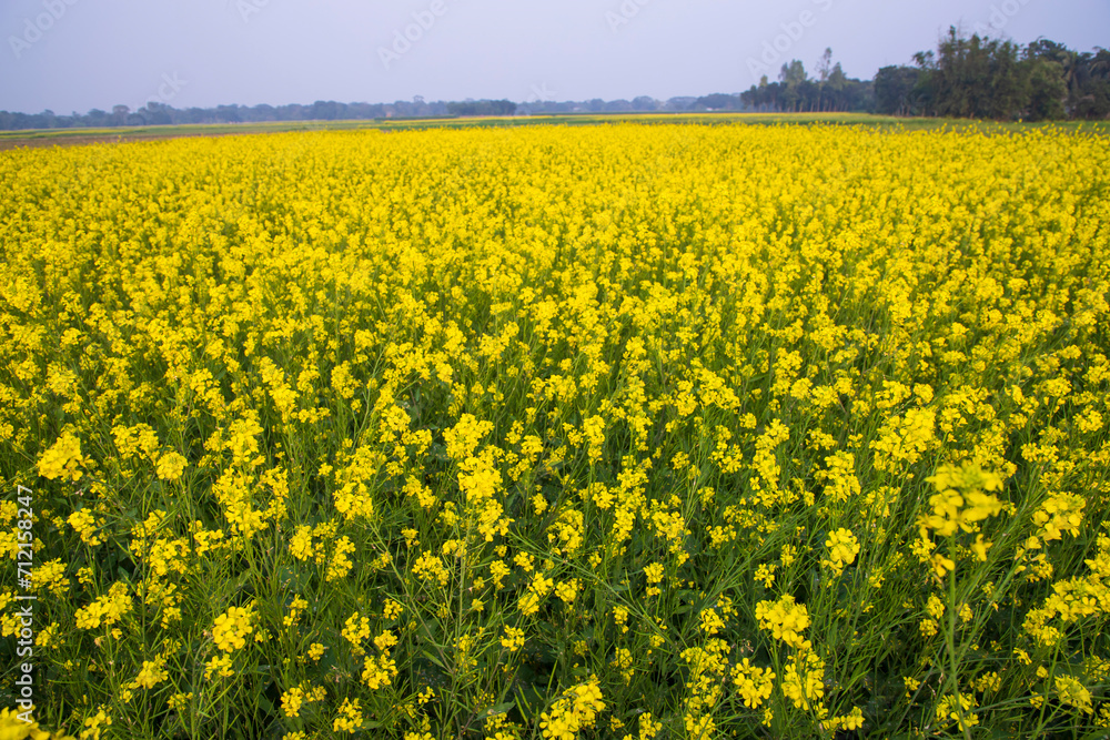 Beautiful Floral Landscape View of Rapeseed in a field with blue sky in the countryside of Bangladesh Beautiful Floral Landscape View of Rapeseed in a field with blue sky in the countryside of Bangladesh