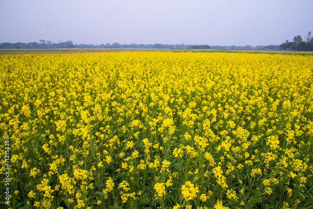 Beautiful Floral Landscape View of Rapeseed  in a field with blue sky in the countryside of Bangladesh