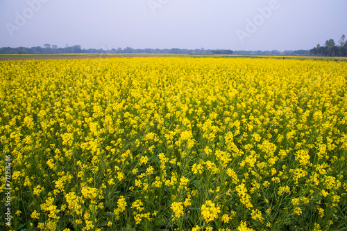 Beautiful Floral Landscape View of Rapeseed in a field with blue sky in the countryside of Bangladesh
